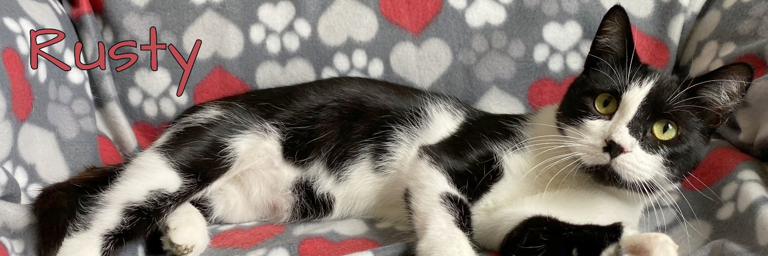 CatNetworkSTL's profile banner image