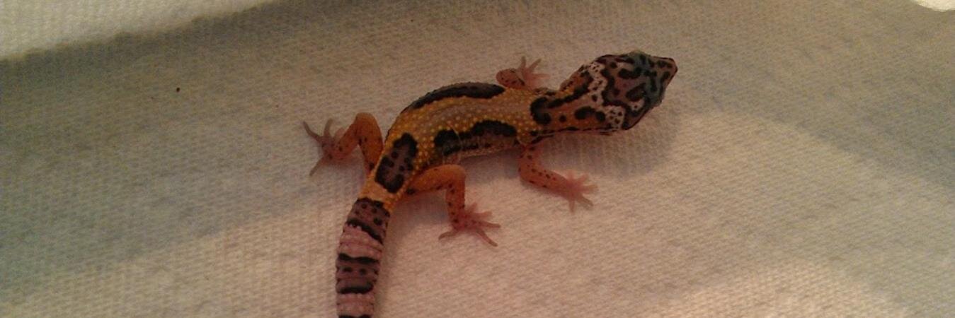 GeckoSanctuary's profile banner image