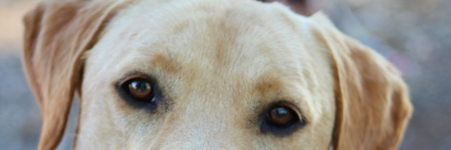 magdalopez111's profile banner image