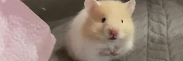 nana hu🅰️ng banner