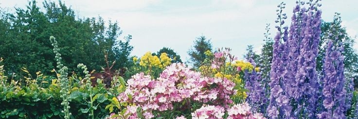 vigoroussally's profile banner image