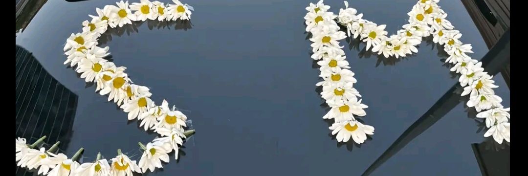 Songulkokenn's profile banner image