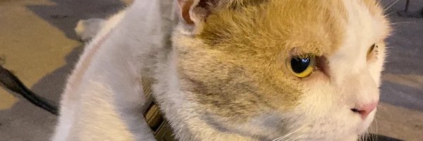 lolitaperx Profile Banner