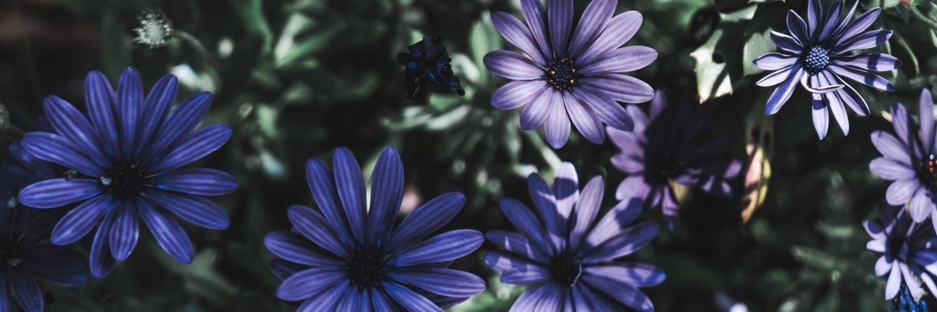 °•𝘾𝙝𝙖に•° banner