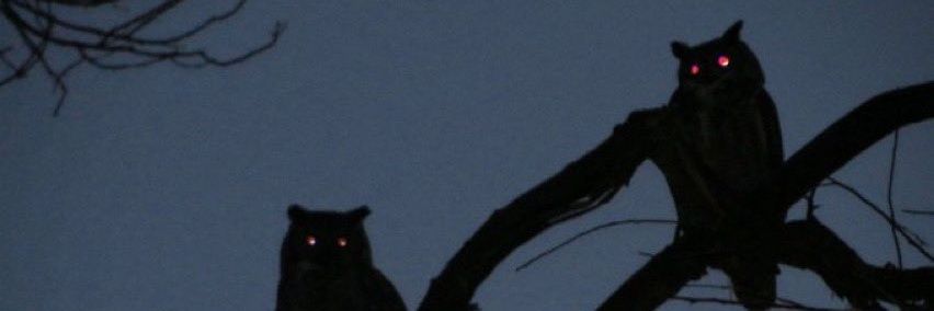 hallofbee's profile banner image