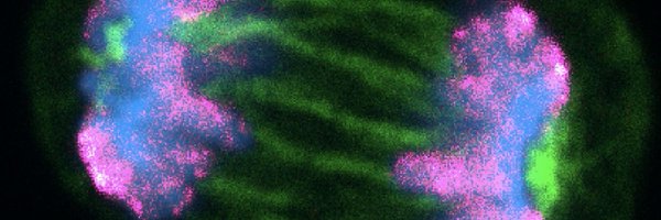 FlorianLab_StemCellAging Profile Banner