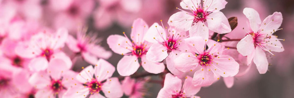 anggycoll's profile banner image