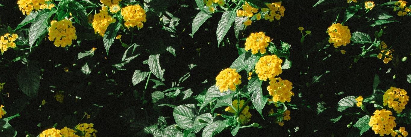 flnrosa's profile banner image