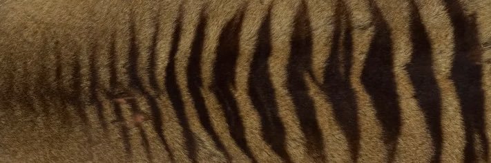 Coffinmaws's profile banner image