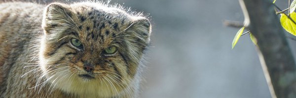 DailyMantle3 Profile Banner