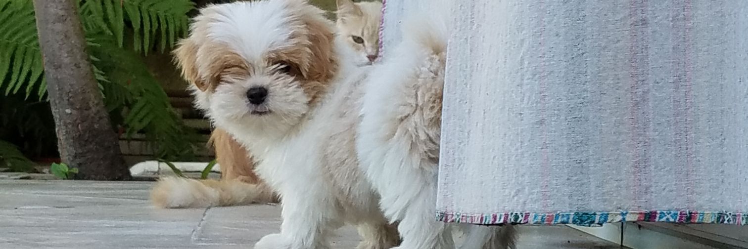 Aldiumm's profile banner image