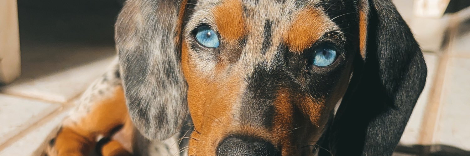 SofiaFelipee's profile banner image