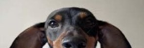 filha do ozzy banner