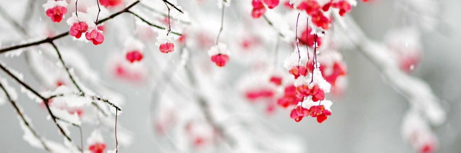 merba_1's profile banner image