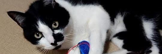 コバメタル 。 banner