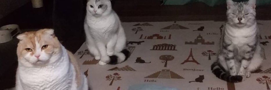 neko2naritai4's profile banner image
