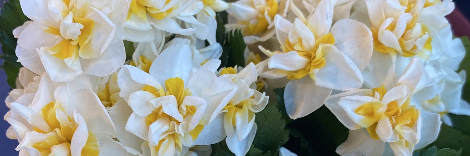dilekcosk's profile banner image