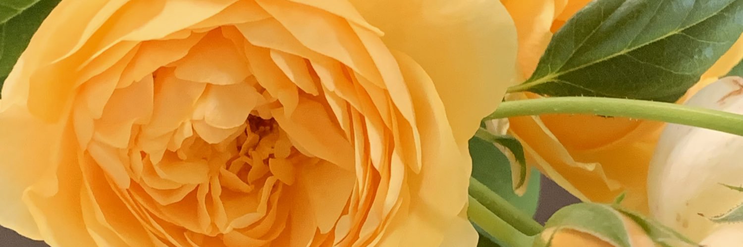 🐝🌱lacemaker banner