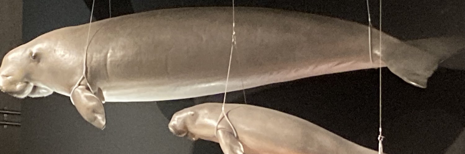 セナライト banner