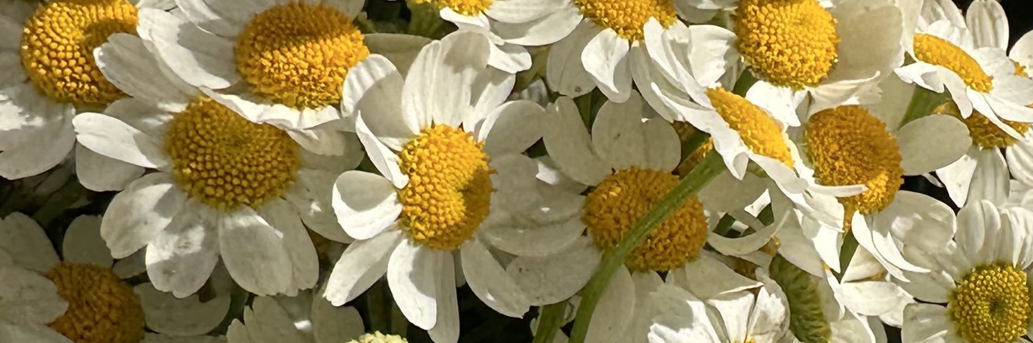 lxverstae's profile banner image