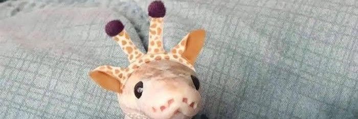 snakybutterfly's profile banner image