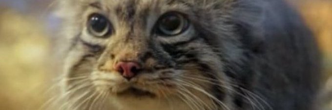 vap banner