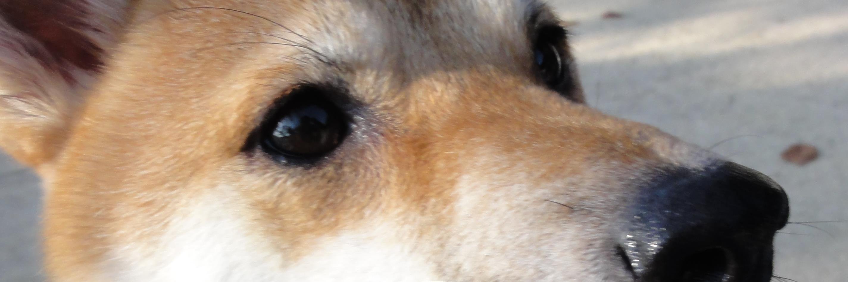 がう（またの名を「ちくわん」） banner