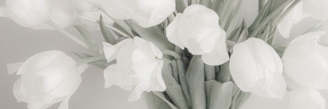 petricora19's profile banner image
