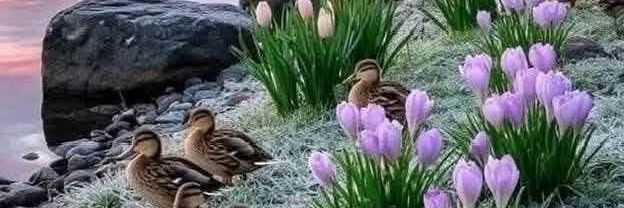 🕊️🌹🕊️ banner