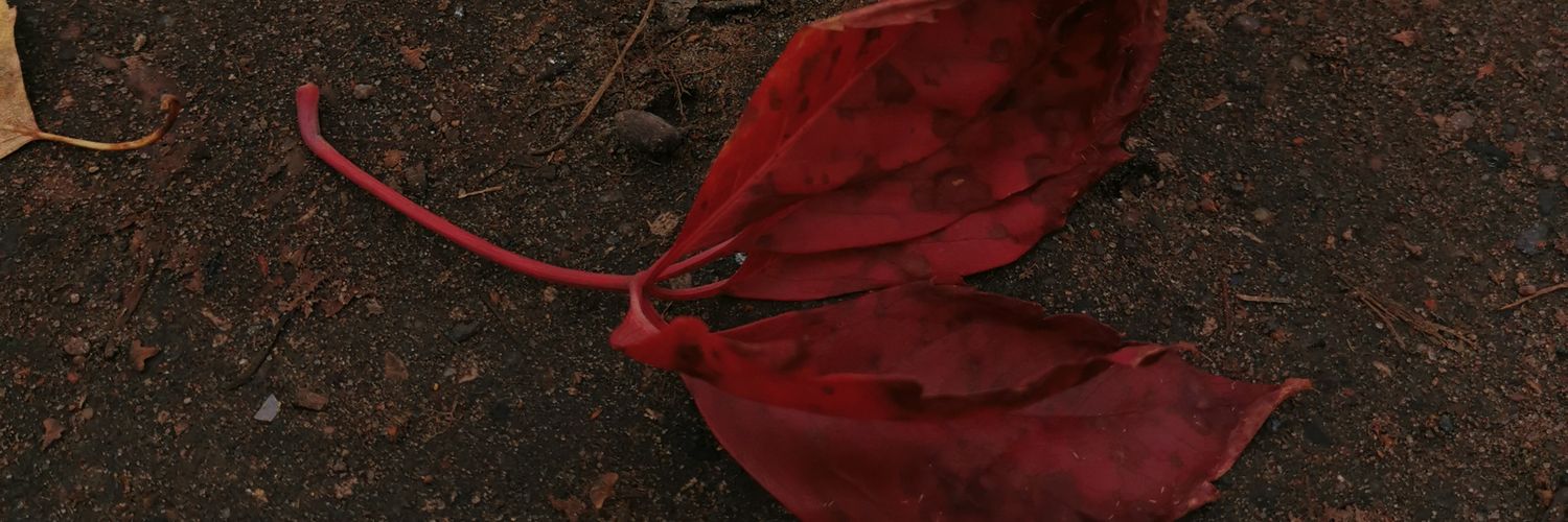 2_soroka's profile banner image