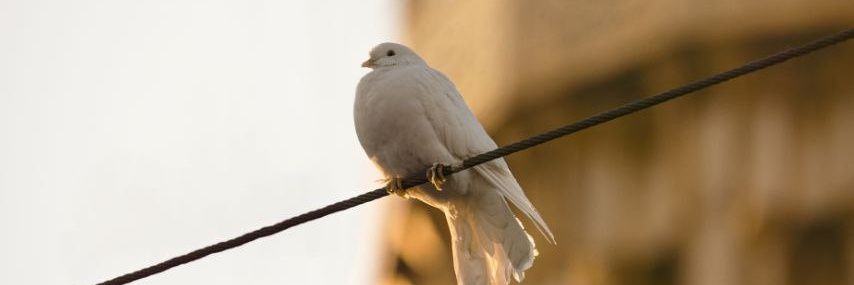 رهــا🕊's banner
