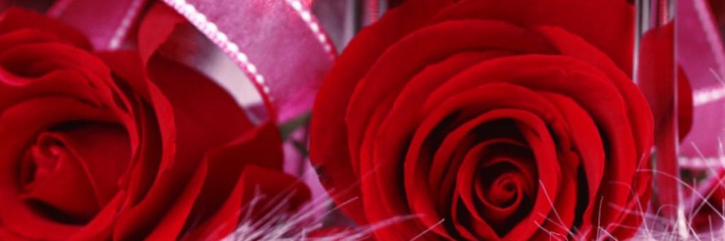 Maria Bonavoglia banner