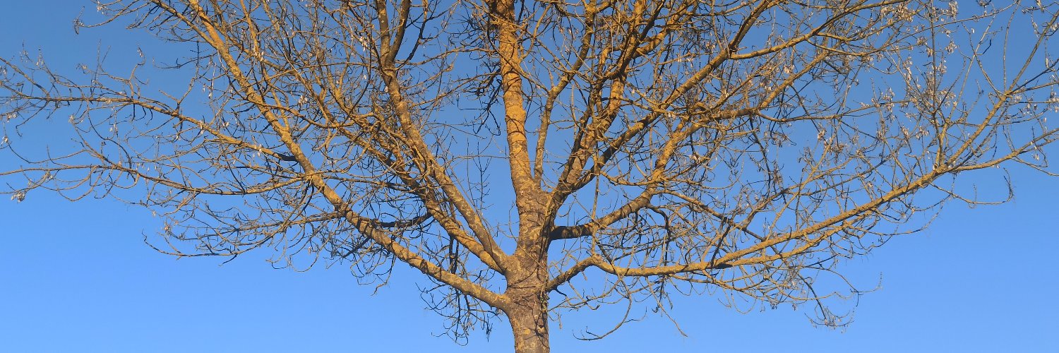 claupsidra's profile banner image