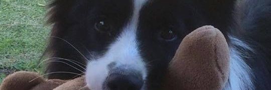 collie.boy 🇦🇺🏴󠁧󠁢󠁳󠁣󠁴󠁿 banner