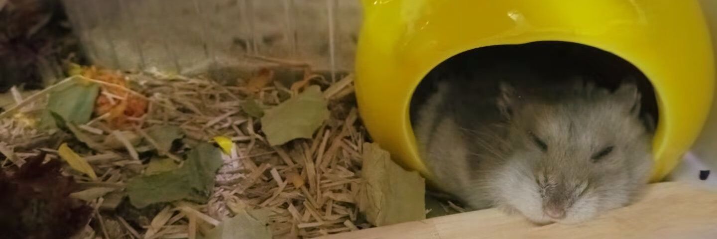 美味的秋秋枫糖浆鼠饼 banner