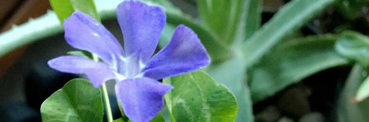 sham_wick's profile banner image
