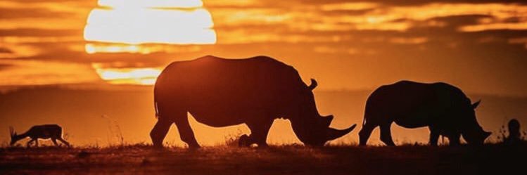 EliDK23's profile banner image