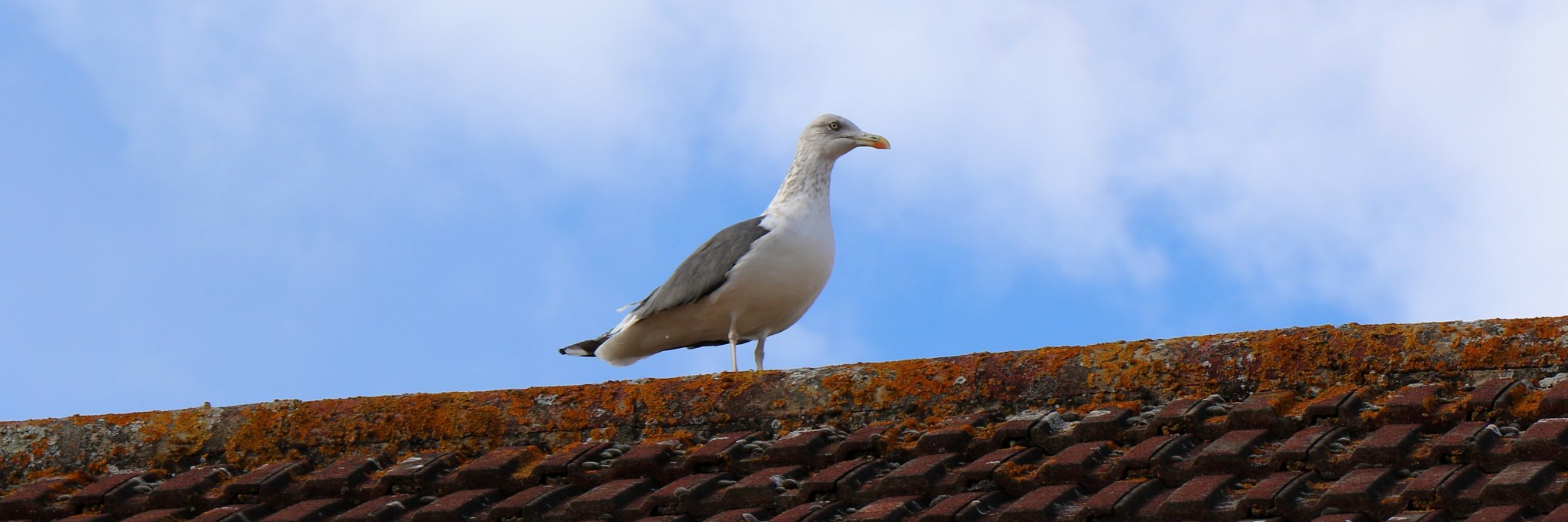 TownSeagull banner