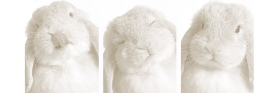 lcvebunn's profile banner image