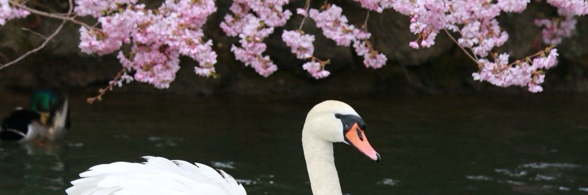 emeraldlemon14's profile banner image