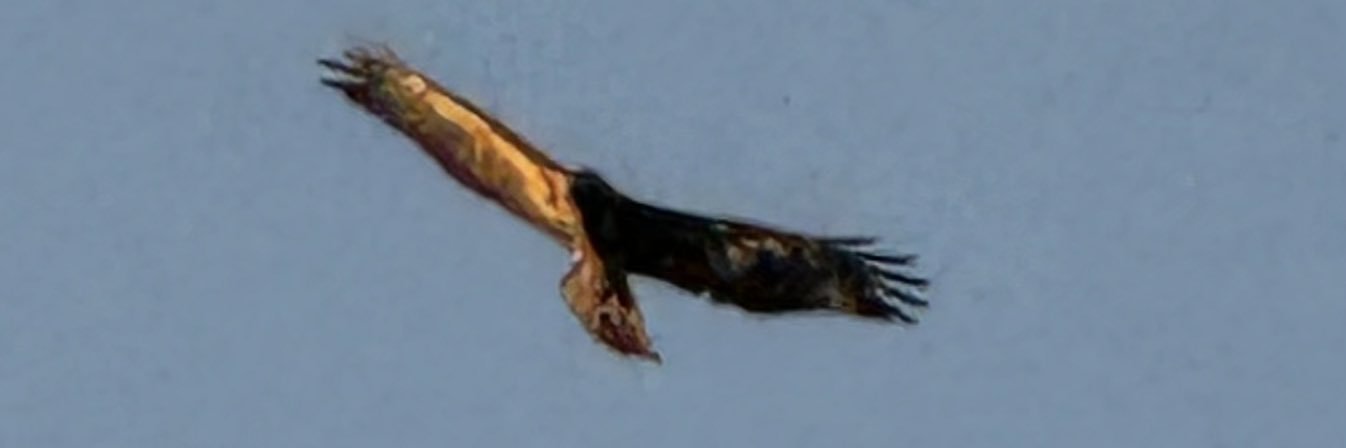 Breakfast Tacos Anyone? 🇺🇸♥️🇺🇸🤍🇺🇸💙 banner