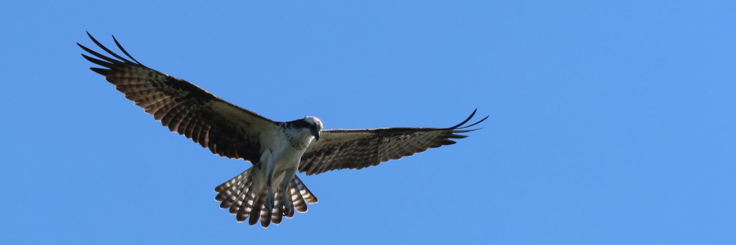 Lisa Liberty 🦔✡️🕊️ banner