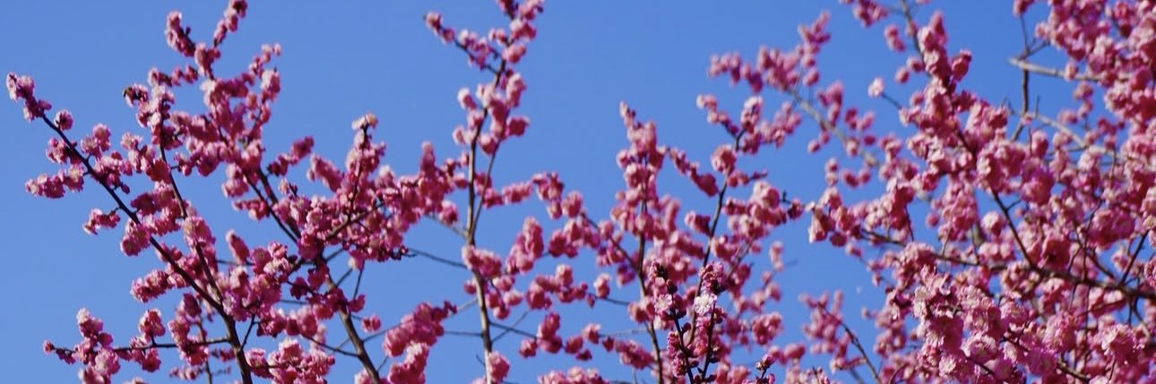 ximeborgs's profile banner image
