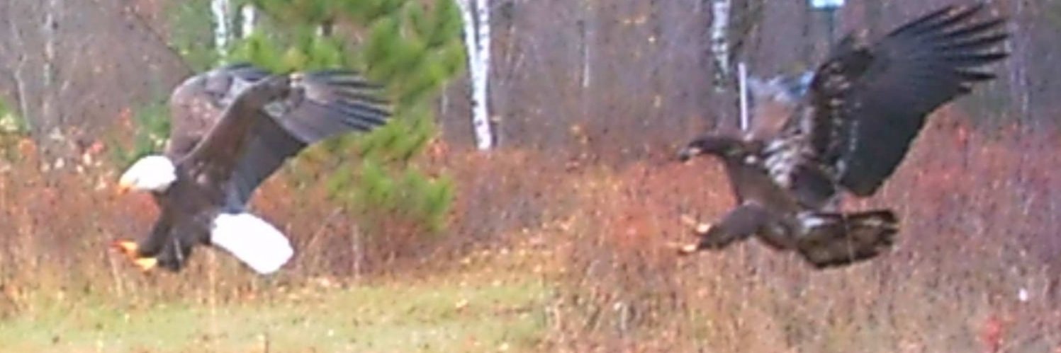 Steven(formerlyof)MN🇺🇲🇪🇸🇮🇹 banner