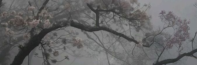 cherrypoz's profile banner image