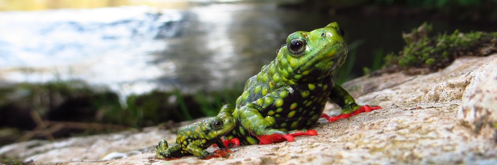 Reverse the Red banner