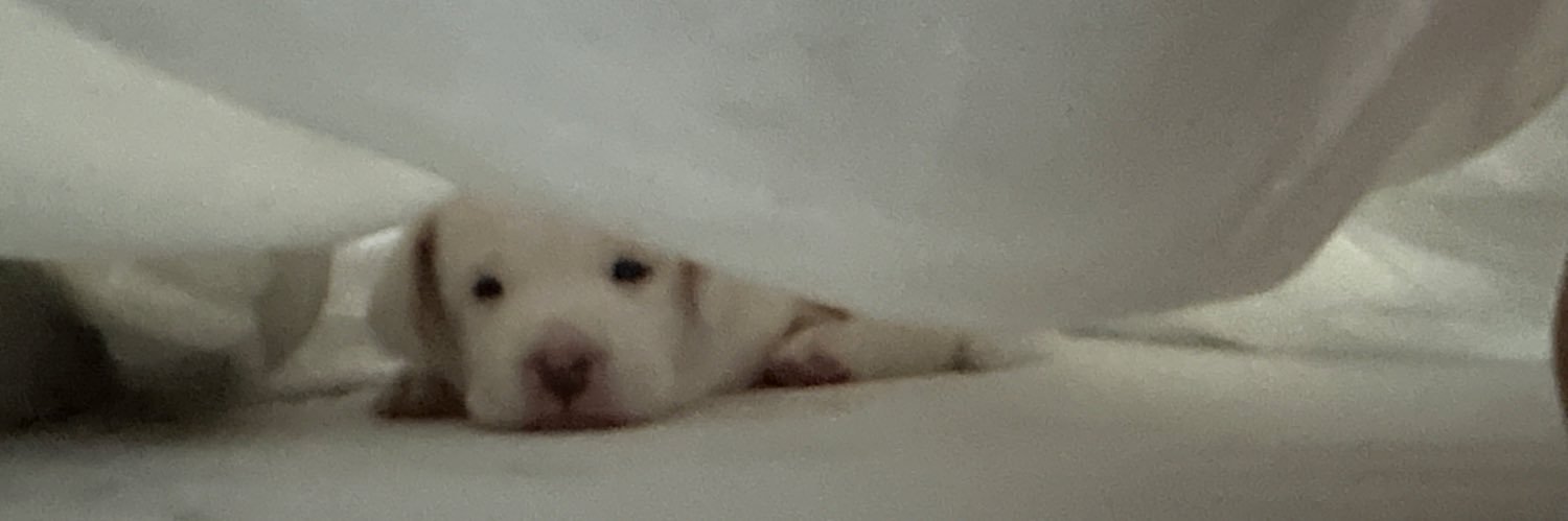 jasminekrystle's profile banner image