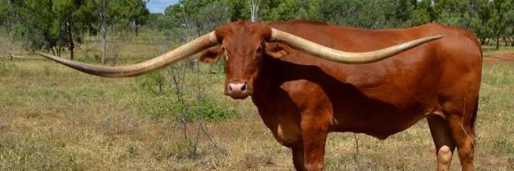 _g.gabriel )|( banner