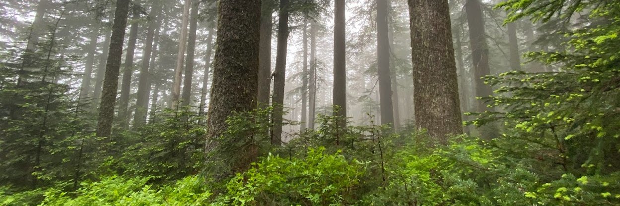 Madison M. Laughlin banner