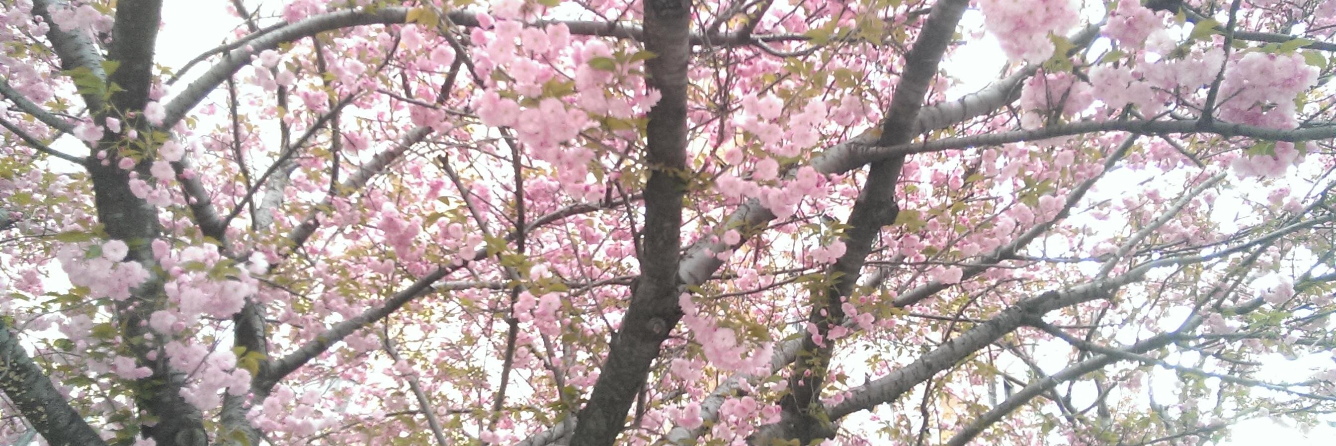 Jennifer Serventi banner